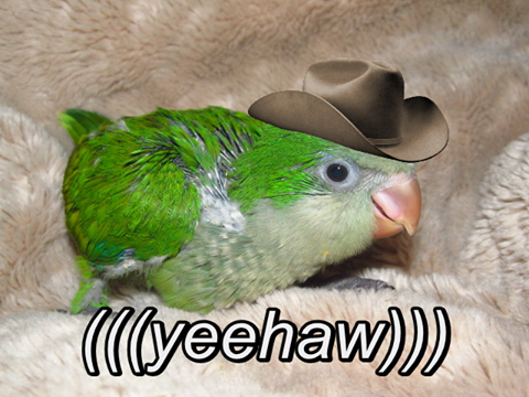 12512380_980590145358007_7809769791509369588_n-png.60838