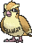 pidgey-gif.84525
