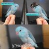 birb.jpg