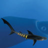 Sharkopath