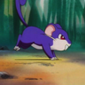 n.n rattata