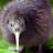 kiwi_