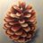 LordPinecone