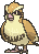 :xy/pidgey: