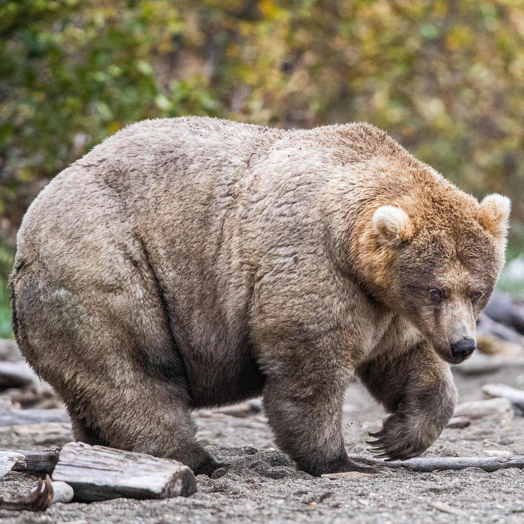 00xp-fat-bear-week3-mobileMasterAt3x.jpg