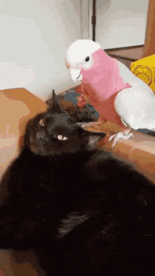 1000007830.gif