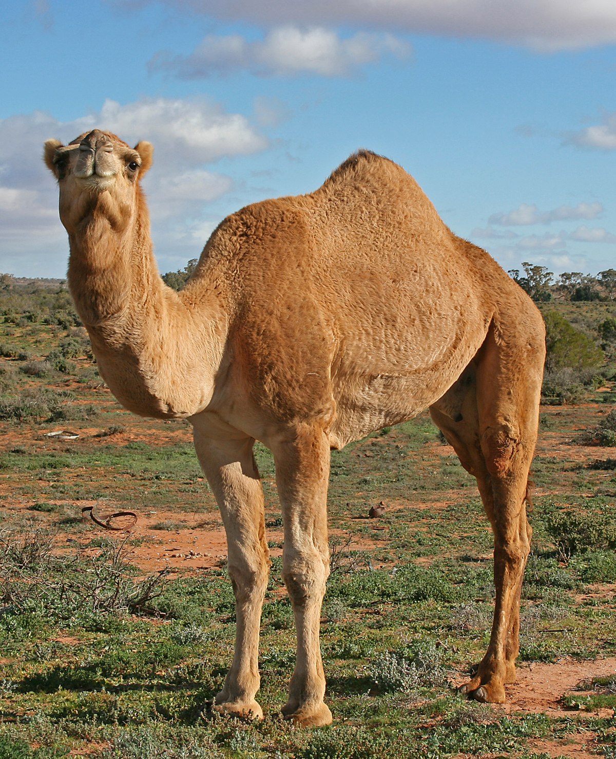 1200px-07._Camel_Profile,_near_Silverton,_NSW,_07.07.2007.jpg