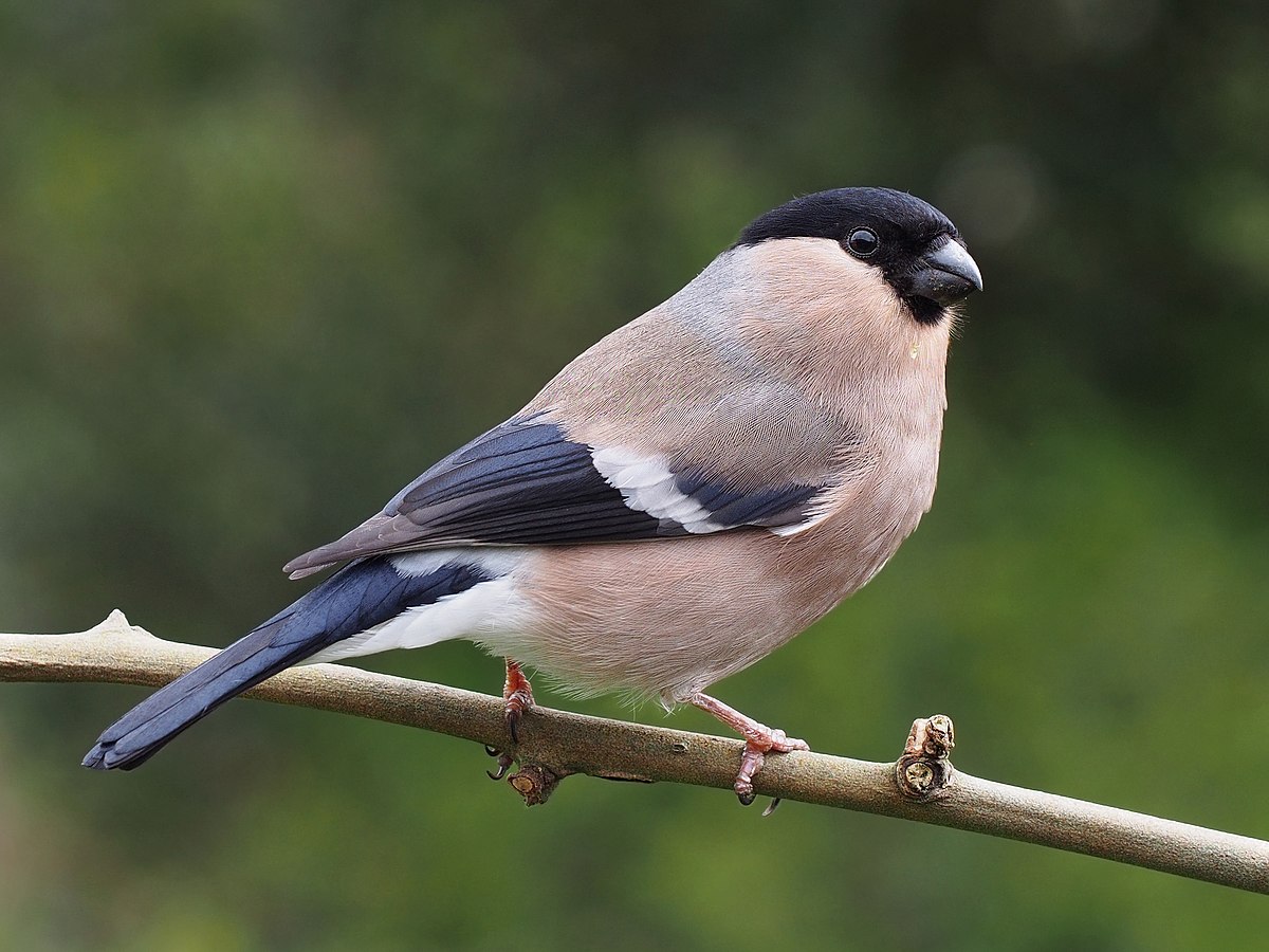 1200px-Pyrrhula_pyrrhula_female_2.jpg
