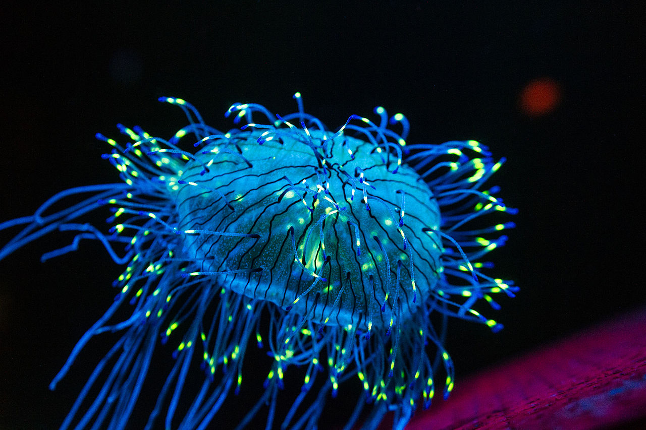 1280px-Flower_Hat_Jelly_Monterrey_Bay_Aquarium_2015.jpg