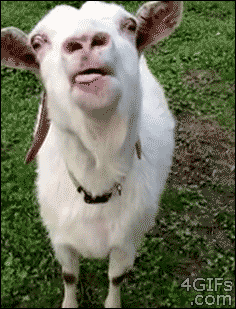 1638834212601.gif