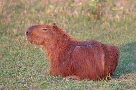 Capybara - Wikipedia