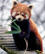 170px-Ailurus_fulgens_RoterPanda_LesserPanda.jpg