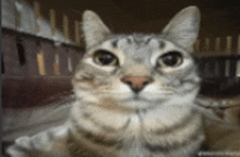 1718050865854.png