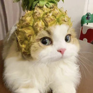 1730198722145.jpeg