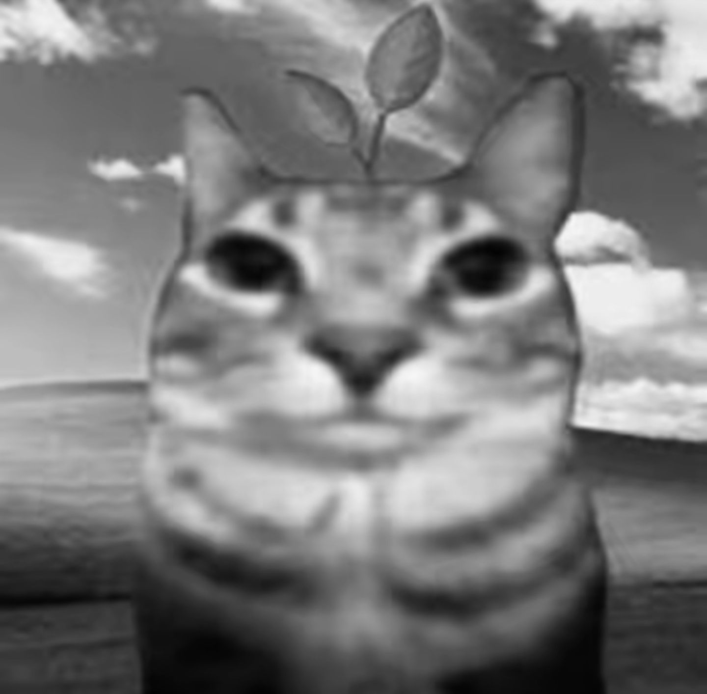 1731290209920.jpeg