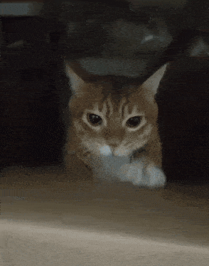 1751216906765.gif