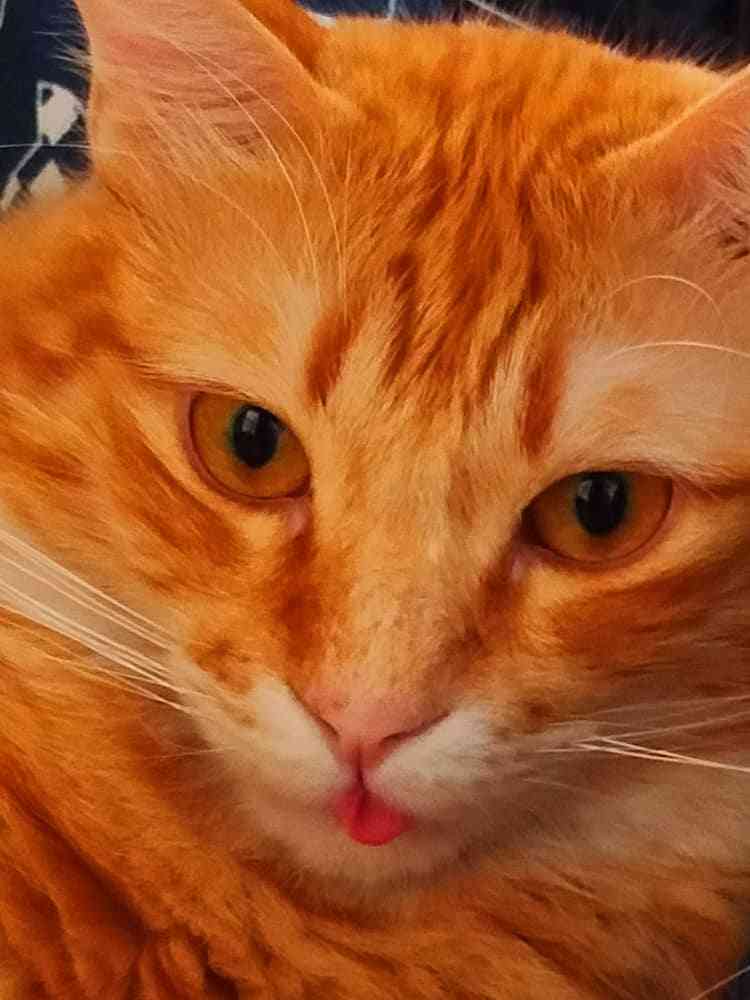 1752155604285.jpeg