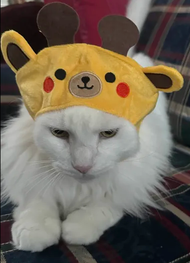 1753081249603.png