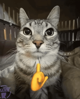 1753158877762.gif