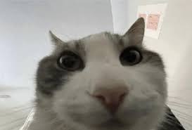 1759173212178.jpeg
