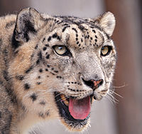 200px-Snow_leopard_portrait.jpg