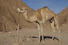 220px-Camelus_dromedarius_on_Sinai.jpg