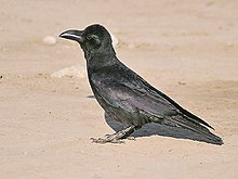 220px-Indian_Jungle_Crow_I3-Bharatpur_IMG_8466.jpg