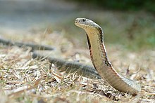 220px-Ophiophagus-hannah-kaeng-krachan-national-park.jpg
