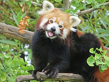 220px-Red_Panda_in_a_Gingko_tree.jpg