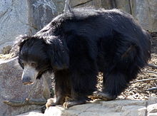 220px-Sloth_Bear_Washington_DC.jpg