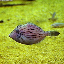 220px-Stephanolepis_cirrhifer.jpg