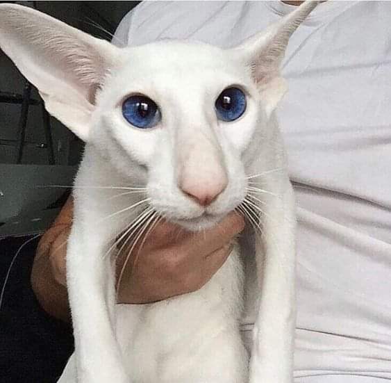 2nq2iyduxeb51.jpg