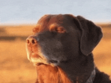 4208.gif