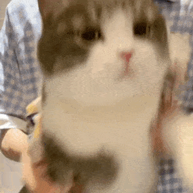 7562080F2517EEC7A01D2A46DBB71666.gif