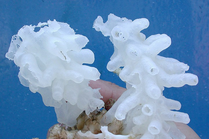 90982princerupertWEB.png