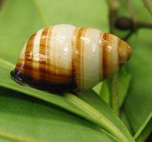 Achatinella_bulimoides.jpg