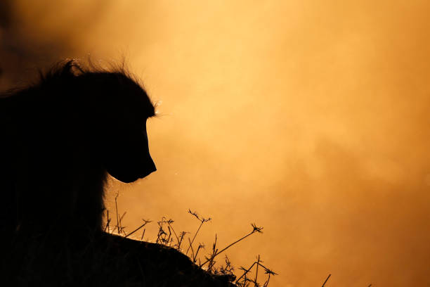 animal-baboon-chacma-primate-ape-landscape-wildlife-nature-africa-picture-id1152197926-227279373.jpg