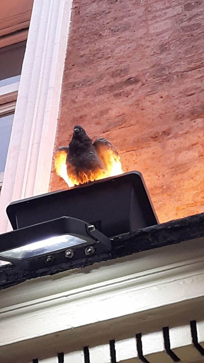 animals-with-threatening-auras-2676-5d8cae9fbacbd__700.jpg