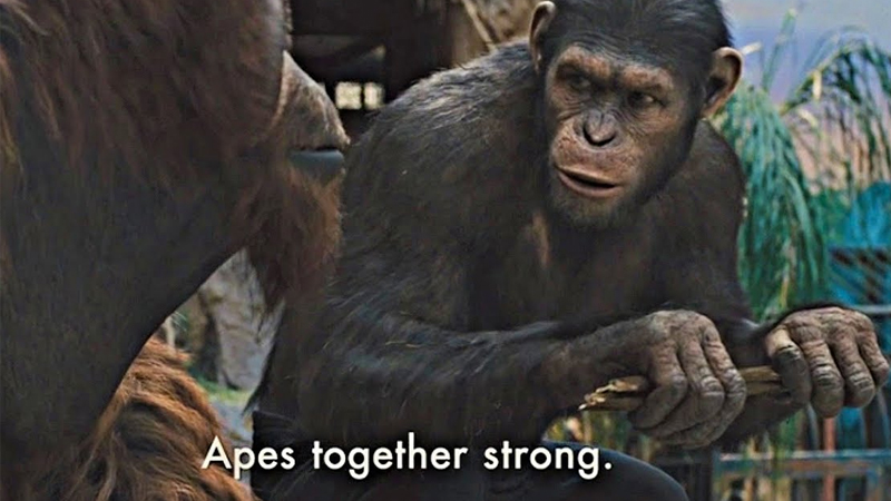 apes.jpeg