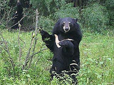 asiatic_bear_04.jpg