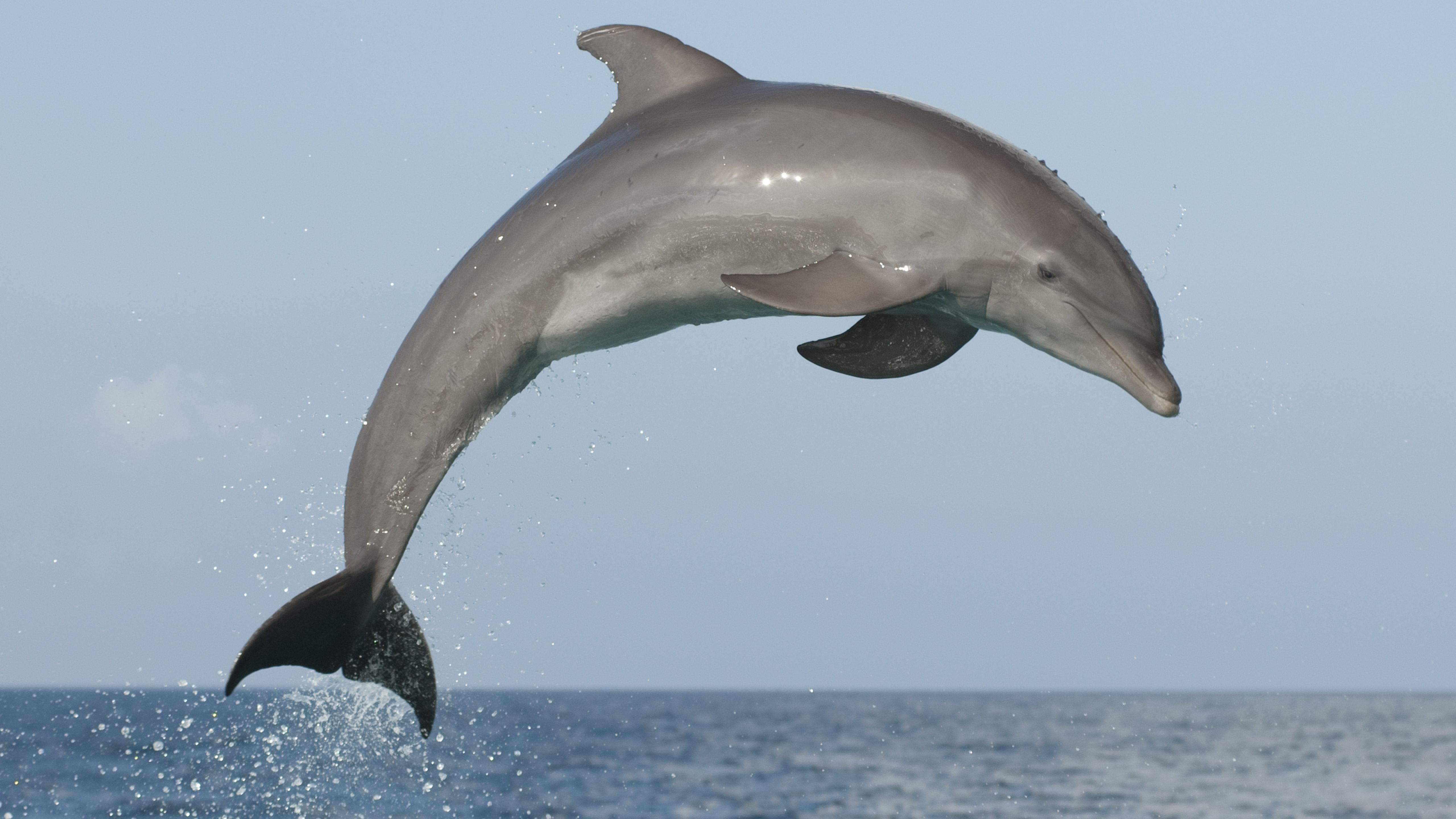 atlantic-bottlenose-dolphin--jumping-high-during-a-dolphin-training-demonstration-154724035-59...jpg