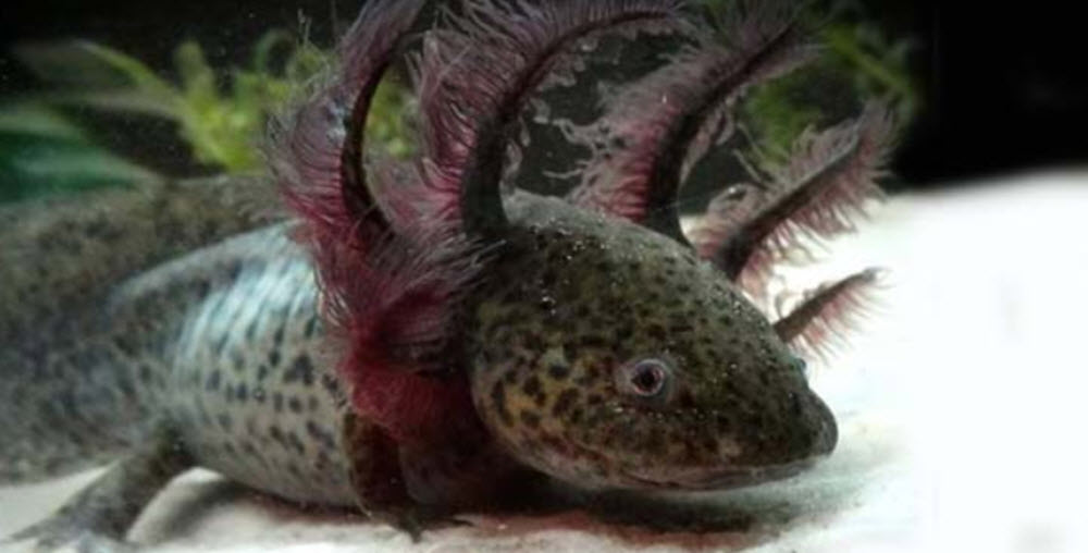 Axolotl-2.jpg