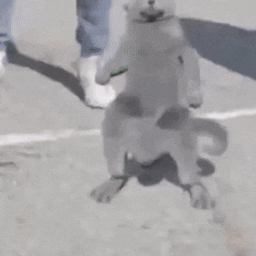 B4D00004-4632-44B4-841C-DA897C3C225F.gif