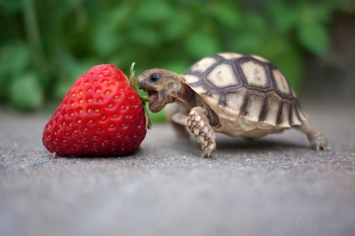 baby-turtles-6.jpg