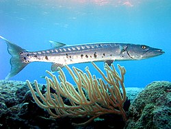 barracuda.jpg