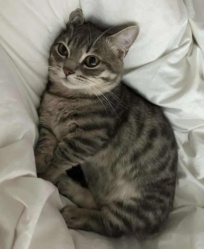 bedrotcat.png