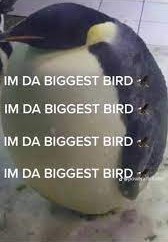 bird.jpg