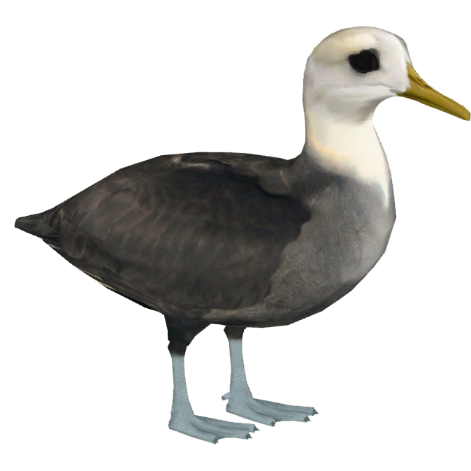 bird.png