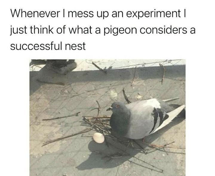 bird-whenever-mess-up-an-experiment-just-think-pigeon-considers-successful-nest.jpeg