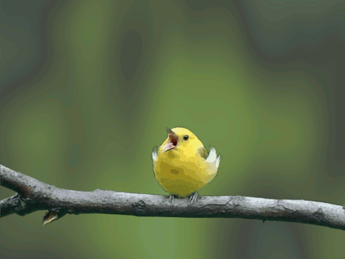 birdaaaaaaaaaa.gif